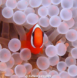 less bleach please..sealife DC1000 by Richard Campbell 